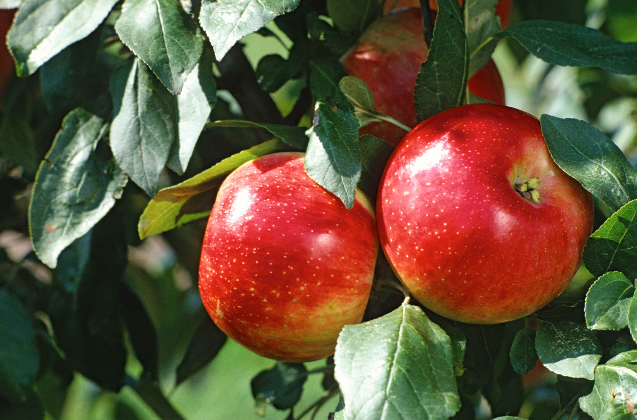 two apples close up screen