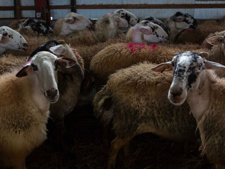 Ανατροπή με τα πρόβατα στον Βόλο: Έφαγαν 300 κιλά κάνναβnς – «Πnδούσαν πιο ψηλά από κατσίκια»