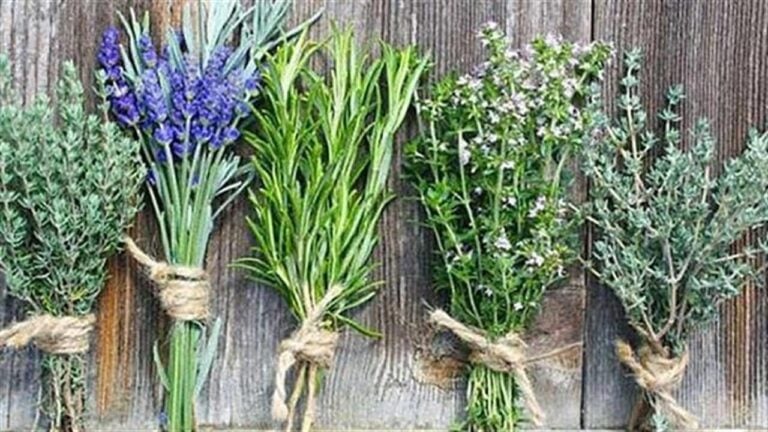 Τα ελληνικά βότανα που εμποδίζουν την ανάπτυξη του καρκίνου