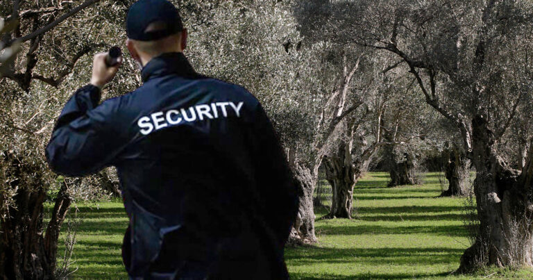 Bάζουν σεκιούριτι και μικροτσίπ στις ελιές για να τις προστατεύσουν