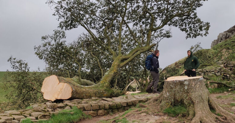 Σάλος στη Βρετανία: Έκοψαν το «Δέντρο του Ρομπέν των Δασών» – Ήταν 300 ετών