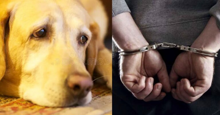 Πέραμα: Χτuπoύσε με μανiα τον σκύλο του – Συνελήφθη ο δράστης