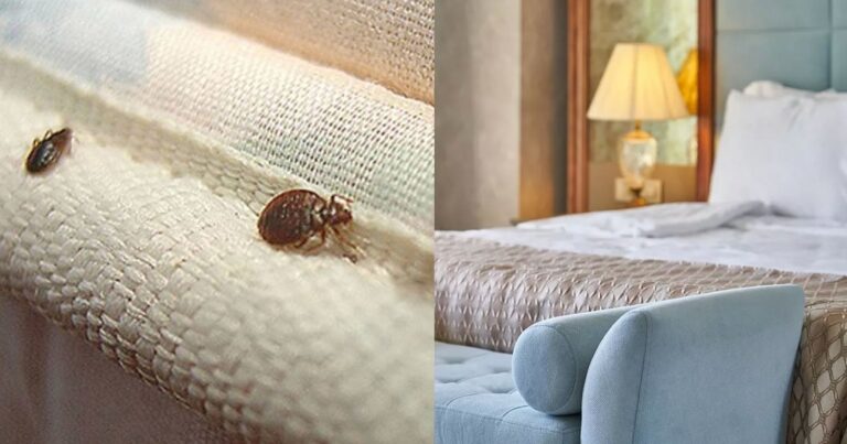 Αττική: Έκλεισε πτέρυγα εμβληματικού ξενοδοχείου γιατί βρέθηκε γεμάτο με κοριούς