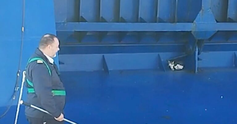 Χίος: Ύπαρχος έσωσε γάτα στον καταπέλτη του Blue Star Myconos