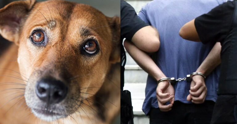 Χανιά: Έβαλε τέλος στη ζωή σκύλου μπροστά στους γείτονες – Χειροπέδες σε 71χρονο