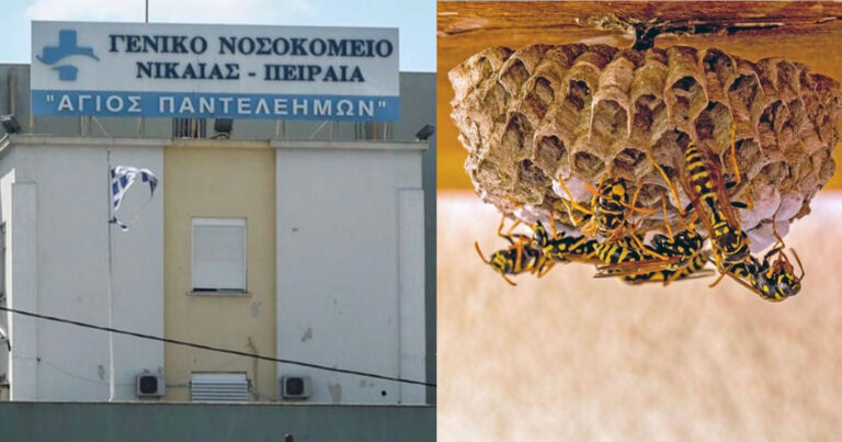 Νοσοκομείο Νίκαιας: Βρέθηκε φωλιά από σφήκες μέσα σε θάλαμο