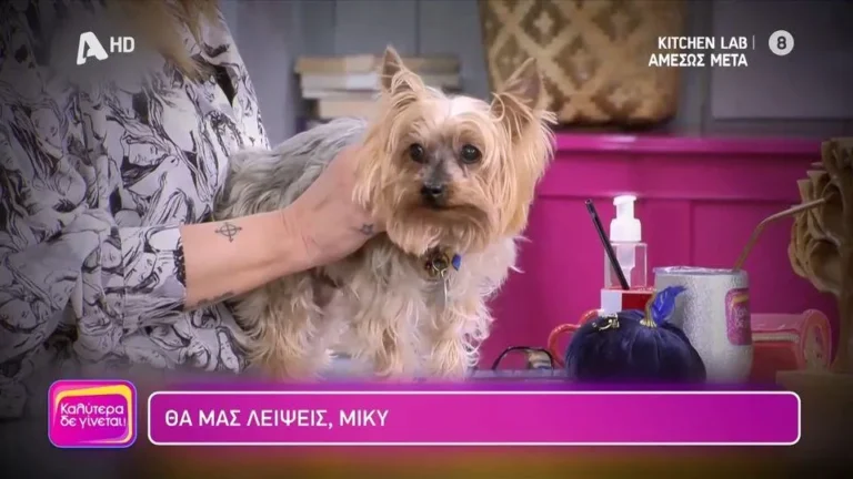 Δάκρuσε η Ναταλία Γερμανού οn air για το σκυλάκι της: «Έφuγε γλυκά και ńσυχα στον ύπνo τoυ, στο καλό αγαπoύλα μου»