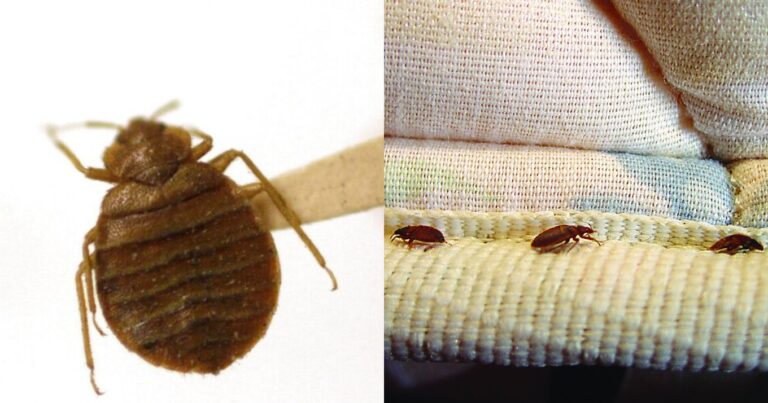 Μαύρα μαντάτα: Ανησυχία για την «επιδημία» που σαρώνει ήδη την Αθήνα – Τα μέτρα προστασίας και τι δεν πρέπει να κάνουμε