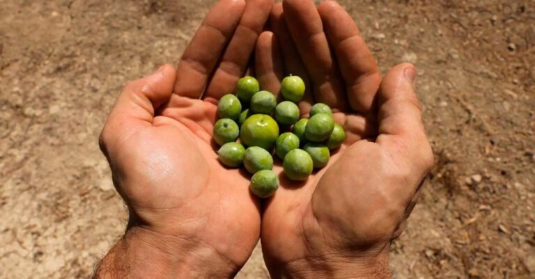 Έκλεψαν 74 τόνους ελιές λόγω της ραγδαίας αύξησης στην τιμή του ελαιόλαδου