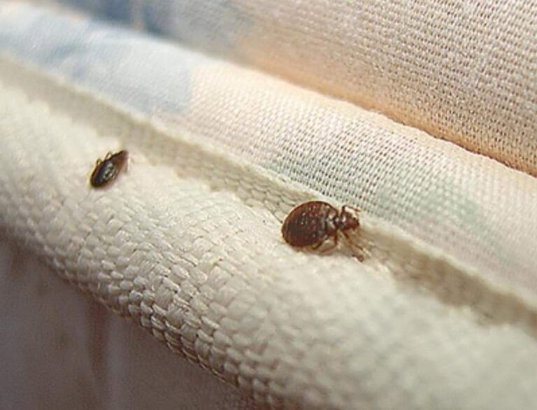 Συναγερμός: «Επιδημία» κοριών και στην Αθήνα – Πού εντοπίζονται πιο συχνά, «Είναι έντομο ταξιδευτής»