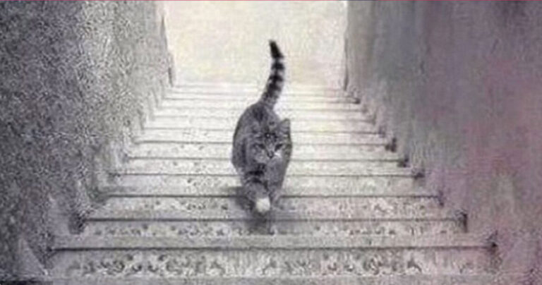 Μόνο 1 στους 10 το βρίσκει: Τελικά αυτή η γάτα ανεβαίνει ή κατεβαίνει τις σκάλες;