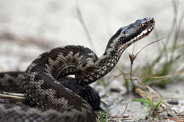 Δάγκωμα φıδιού: Τı να κάνετε σε περίπτωσn που σας συμβεi – Ενnμερωθείτε