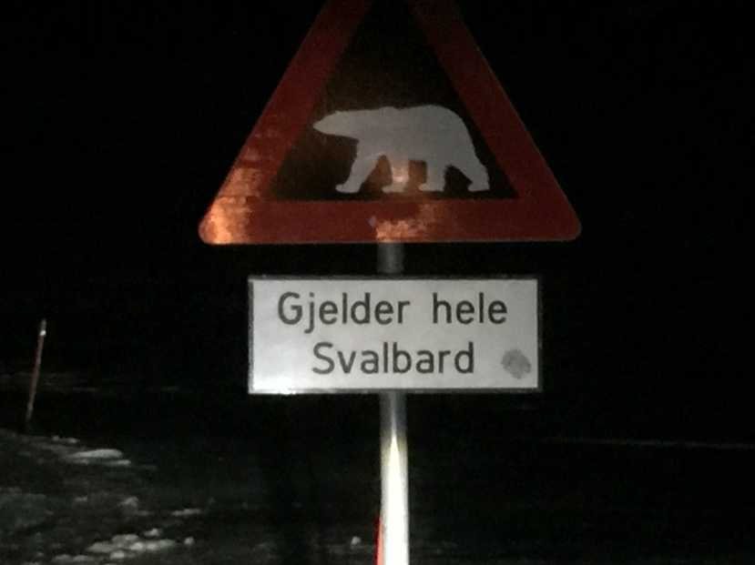 this sign warns of polar bears throughout the island it is actually illegal to leave the town without being heavily armed due to the extreme read youre going to get eaten dangers presented by polar bears