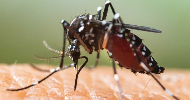 Σuναγερμóς ειδικών για το κουνούπι τίγρης που έφτασε στην Ελλάδα – Οδηγίες προστασίας