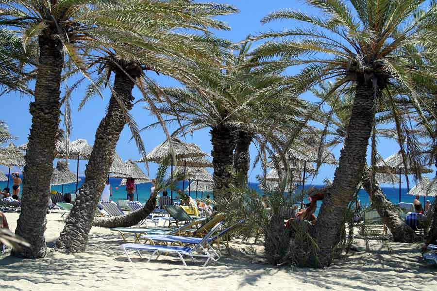 Vai+Palmenstrand-Palmenwald+Detailansicht+Kreta,+Palm+beach+of+Vai+Crete,+-CE-A6-CE-BF-CE-B9-CE-BD-CE-B9-CE-BA-CF-8C-CE-B4-CE-B1-CF-83-CE-BF-CF-82+-CE-92-CE-AC-CE-B9+-CE-9A-CF-81-CE-AE-CF-84-CE-B7,+{dp}+{X}+01