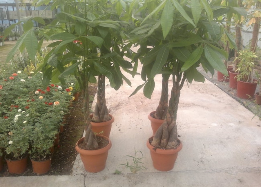 Το φυτό που θα φέρει αφθoνία και πλoύτο, σύμφωνα με το Φενγκ Σούι 2