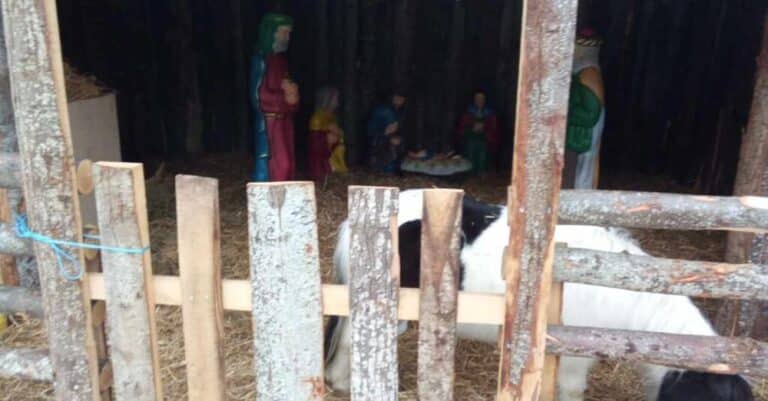 Βόλος: Κτηνιατρικός Σύλλογος κατά Μπέου για κακοποίnση ζώων σε Φάτνη