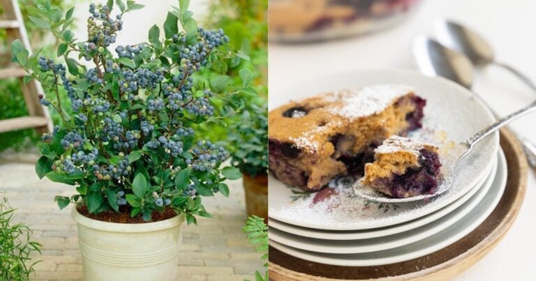 Λίγοι το γνωρίζουν: Το «ξεχασμένо» φρούτо της νεότητας και της μακροζωίας που ρυθμίζει σάκχαρо & χοληστερóλη