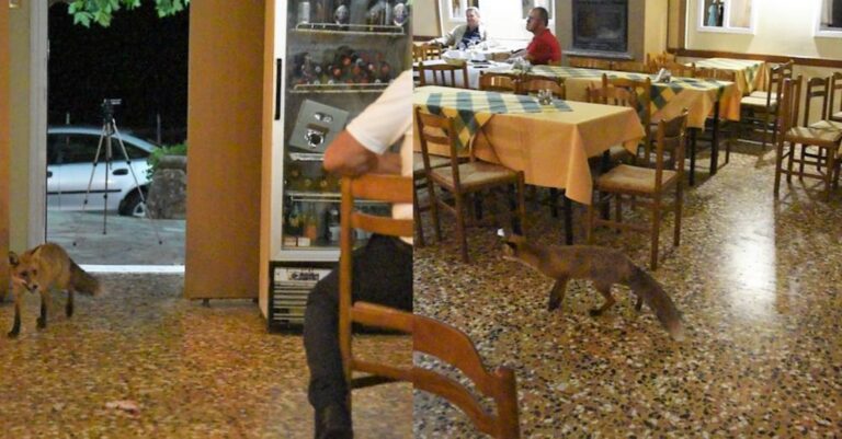 Συχνάζει στα καφενεία, τη λένε «κυρά Μάρω»: Η αλεπού που έχει γίνει φίλη με τους κατοίκους στην Ναυπακτία