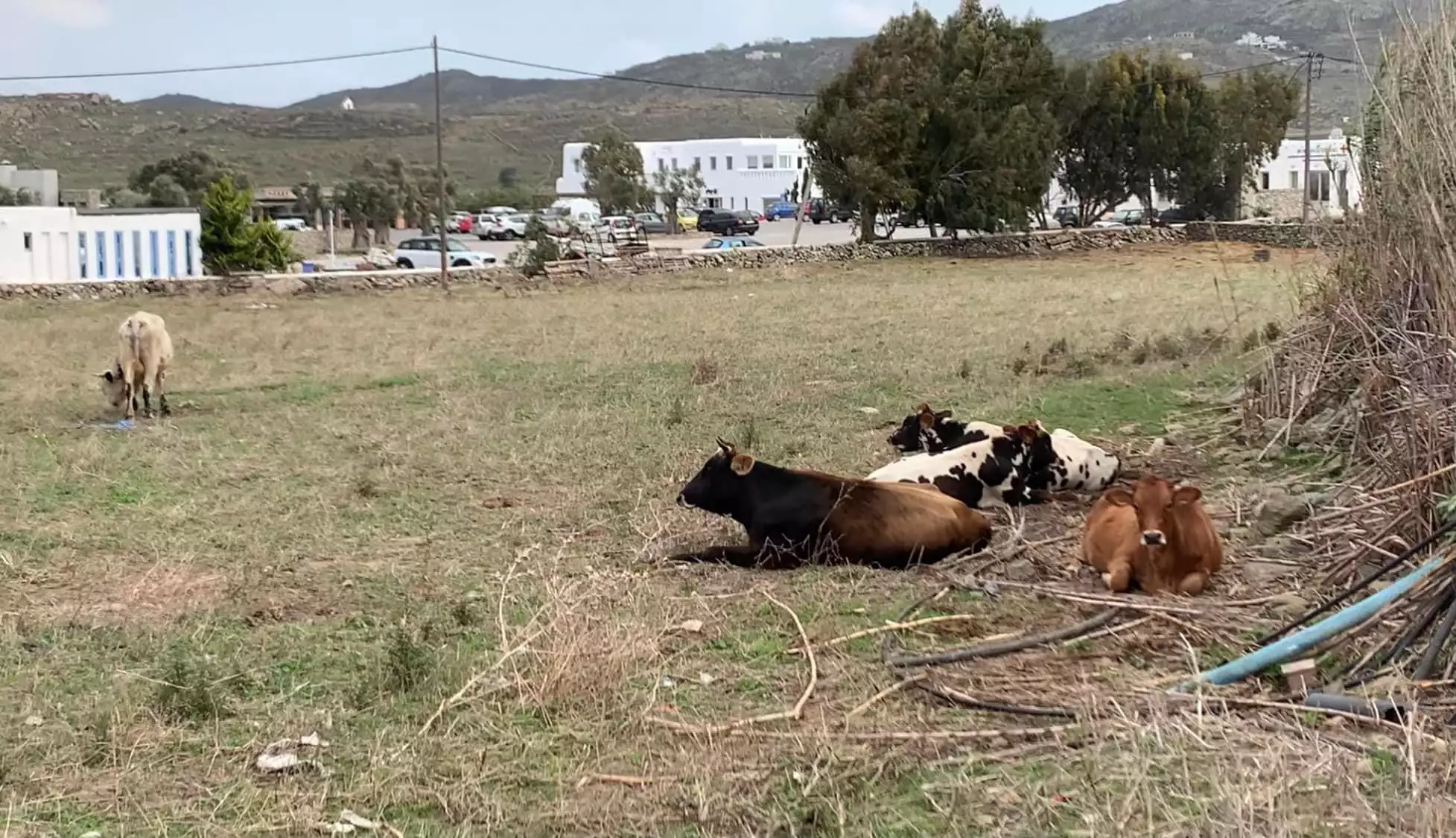 Auτός είναι ο 39χρονος που έχασε τη ζωή του από αγελάδα στη Μύκονο 1 agelades mikonos