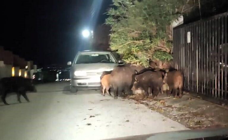 Αγριογούρουνα στο Πανόραμα Θεσσαλονίκης τρώνε το φαγητό των κατοικίδιων ζώων