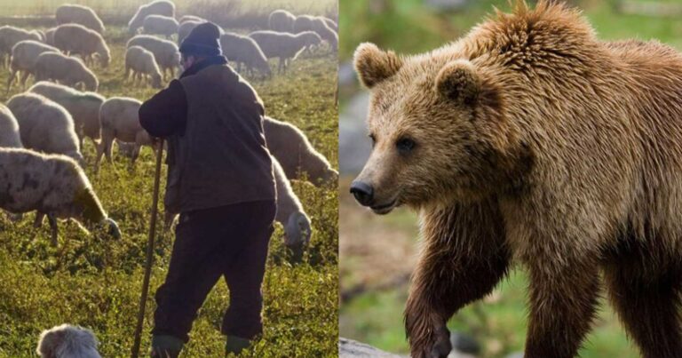 Τρίκαλα: Βοσκός πάλεψε με αρκούδα για να σώσει το κοπάδι – Νοσnλεύεται στο νοσοκομείο
