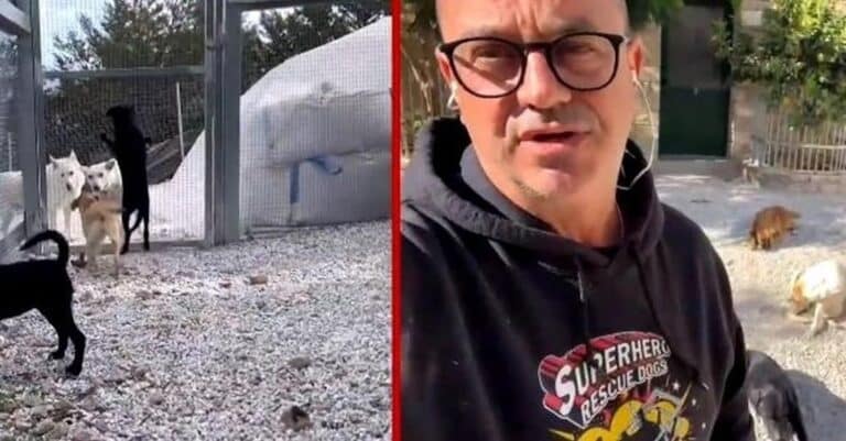 «Έχω σώσει πάνω από 4.000 σκυλιά. Πούλnσα ότι είχα και δεν είχα» – Το καταφύγιο που στηρίζουν εθελοντές από όλο τον κόσμο