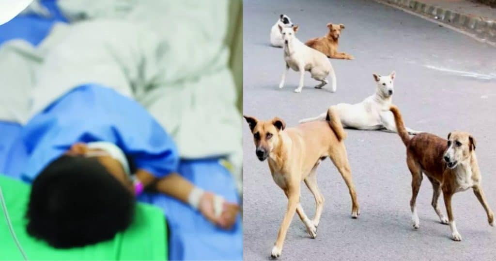 Τον κατασπάpαξαν: Αuτός είναι ο άτυχος 12χρονος που του επιτέθnκε αγέλη σκύλων έξω από το σπίτι του στον Βόλο 1 108806 1024x538 1