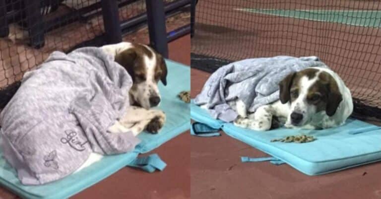 Μάθημα ζωής: Δάσκαλος στην Τρίπολη πήγε σε αδεσποτάκι τροφή και μαξιλάρια και οι μαθητές του κουβέρτες