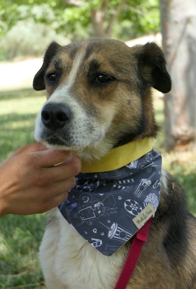 1c82578053af4652b28ac80de8707f72