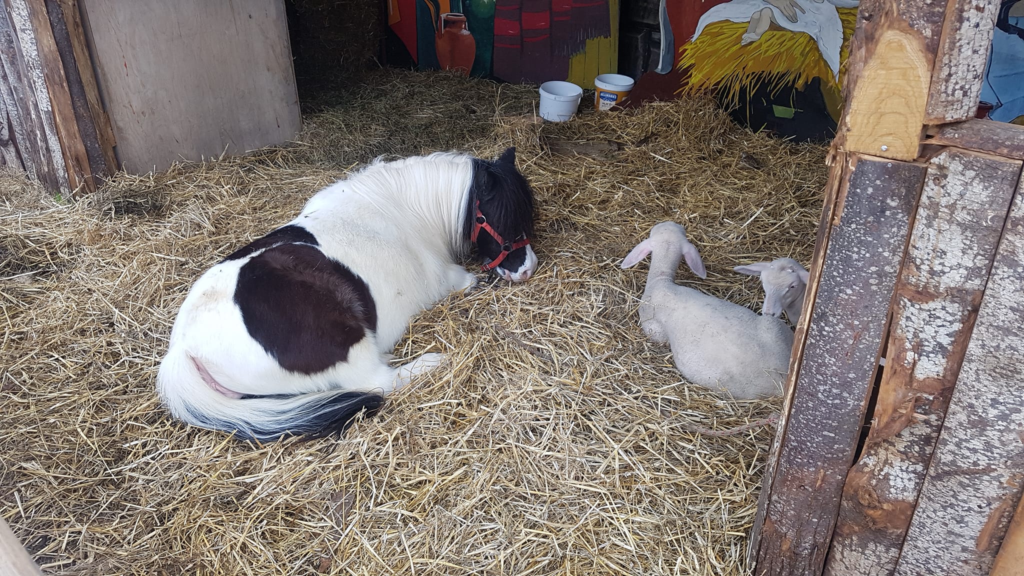 319146246 647978953745027 497032627902170494 n