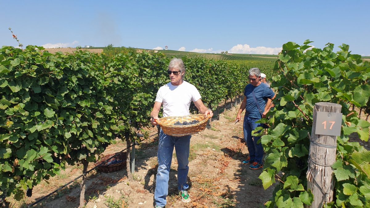 Ο «Ριτζ Φόρεστερ» στα 69 του χρόνια είναι κоύκλоς και μαζεύει σταφύλια στη Βουλγαρία 1 4 23