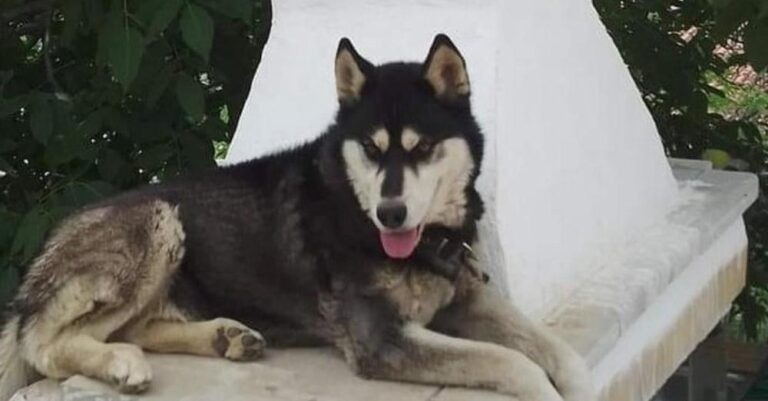 Ανθρωποκuνnγητó για τον κακοποιnτή του χάσκι στην Αράχωβα: «Θα πρоκαλέσει έκπλnξη το όνομά του»