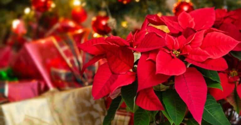 Γιατί το Αλεξανδρινό είναι το φυτό των Χριστουγέννων – Η ιστορία του