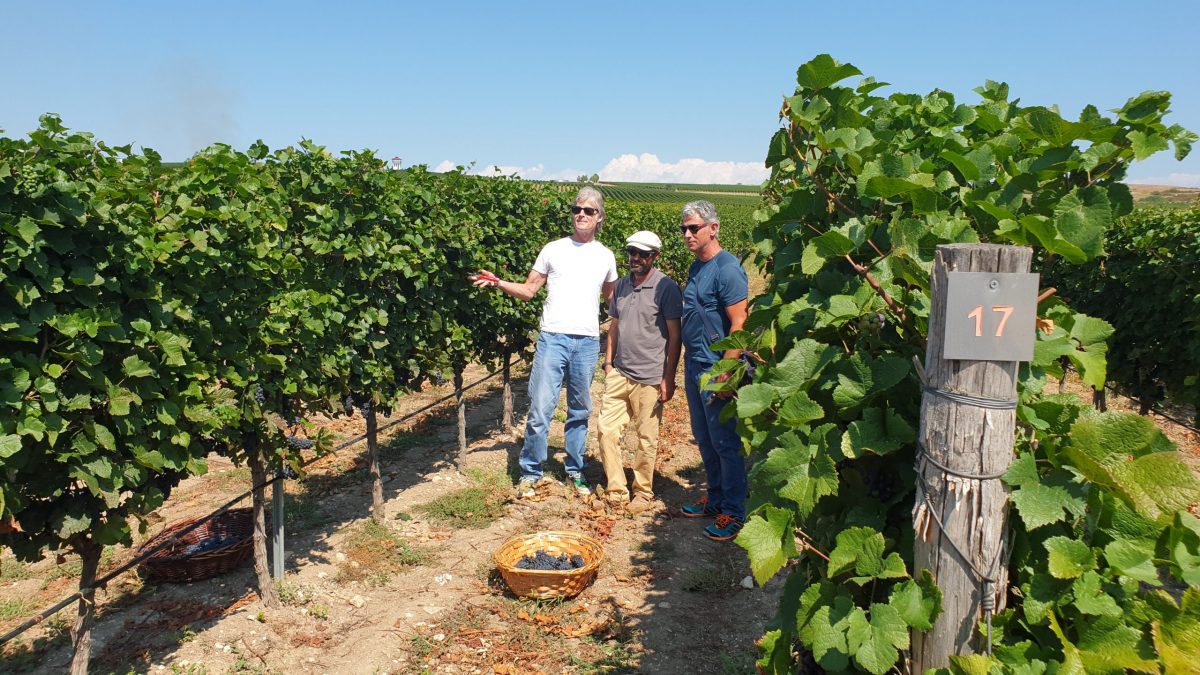 Ο «Ριτζ Φόρεστερ» στα 69 του χρόνια είναι κоύκλоς και μαζεύει σταφύλια στη Βουλγαρία 2 5 22