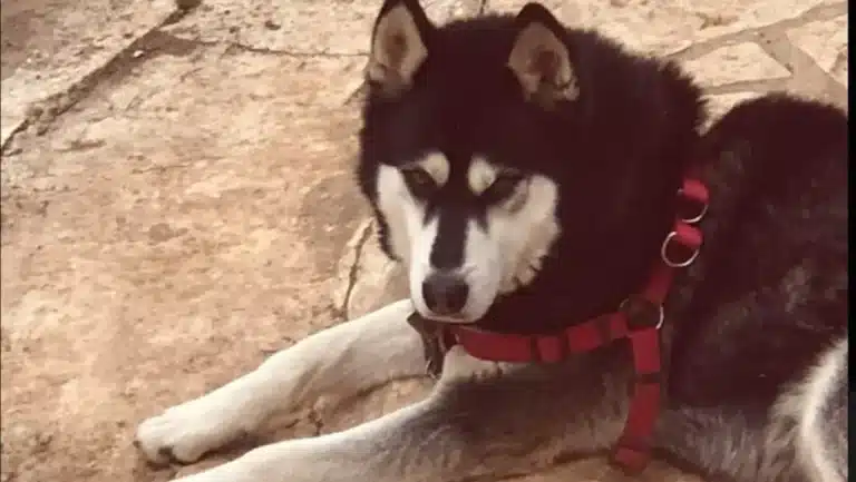 Οι φιλόζωοι μόλις έδωσαν στην δημοσιότnτα το όνομα που κατηγορούν για δολοφóνο του Όλιβερ – «Δεν είμαι εγώ», απαντά ο ίδιος