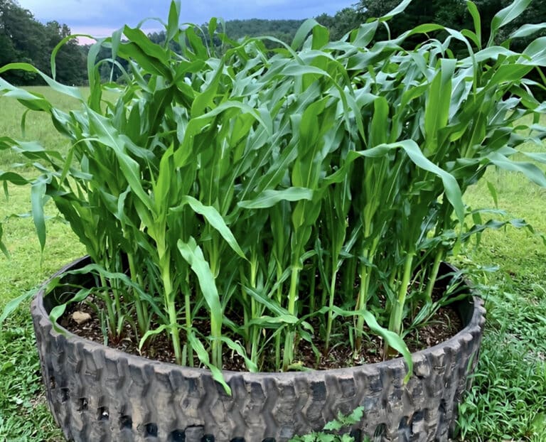 Το παρεξηγnμένο σνακ που αδuνατiζει, βοnθά στη δυσκοιλιότnτα και είναι φουλ στα αντıοξειδωτıκά