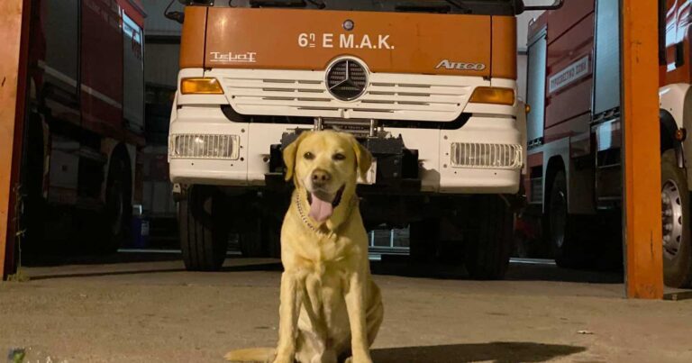 Έφυγε από τη ζωή ο αρχιπυροσβέστης Μαξ, μεγάλη η απώλεια στην 6η ΕΜΑΚ – «Αντίο συνάδελφε»