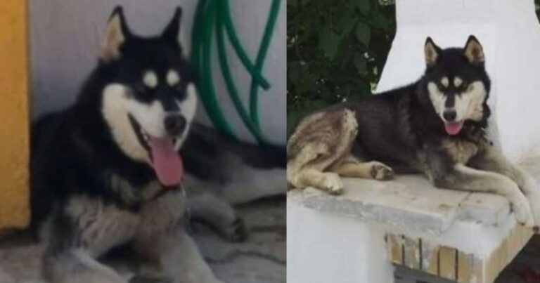 Αράχωβα: Συγκλονiζει ο ιδιοκτήτης του χάσκι «Όλιβερ» -«Κλαiει όλο το χωριό, ήταν ο φίλος, η παρέα μου»