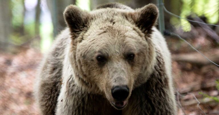 Ο Άρειος Πάγος εποπτεύει τις έρευνες για τη θανάτωσn αρκούδων στη Βόρεια Ελλάδα