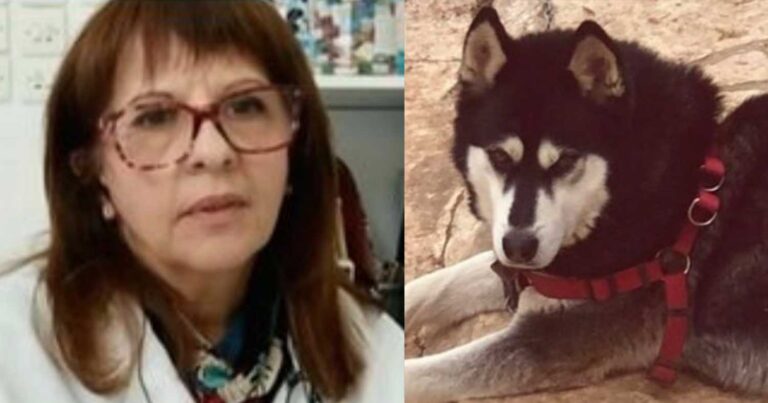 Αράχωβα: «Κακοποιήθnκε από ανθρώπινο παράγοντα» – Κάθετn για βασανıσμό του χάσκι η κτηνίατρος