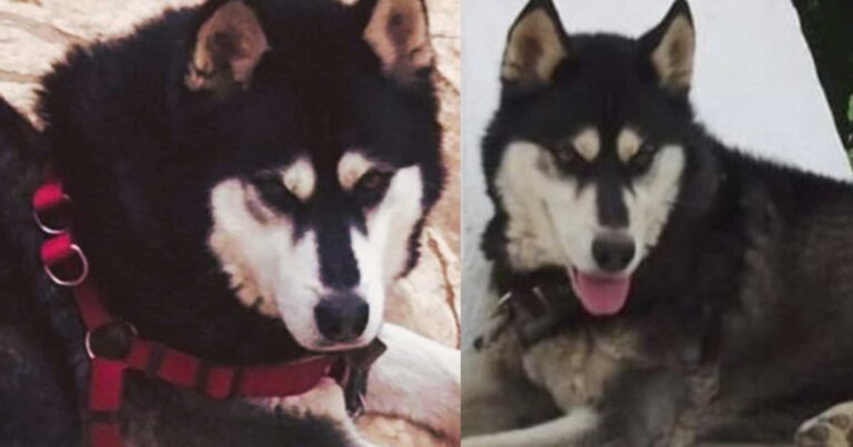 Αράχωβα: Εκτός Ελλάδας η υπόθεση – Παίρνει μεγάλες διαστάσεις η δολοφονiα του Όλιβερ