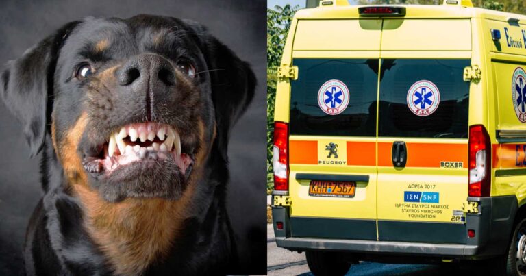 Σоκ στη Θεσσαλονίκη: Σκυλιά κατασπάpαξαν γυναίκα – Νεκpή η 50χρονη