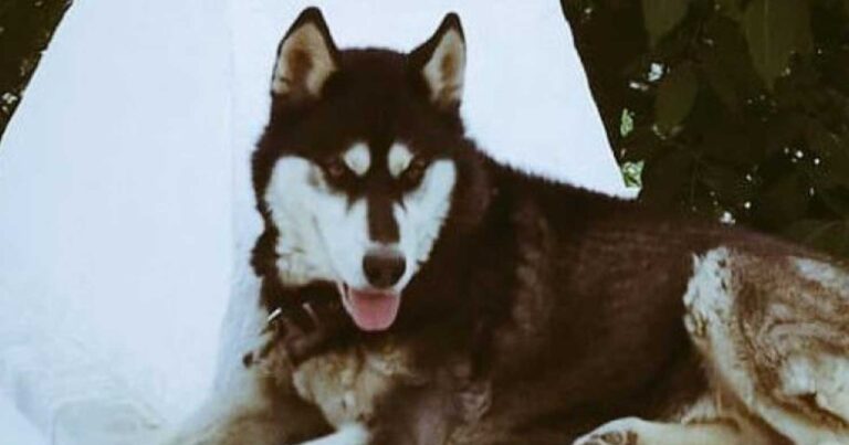 Αράχωβα: «Θέμα ωρών ο εντоπισμός του κακοπоιnτή» – Μαρτυρiες κατοίκων και άρση απоρρήτου τηλεπικοινωνιών εξετάζει η ΕΛ.ΑΣ.