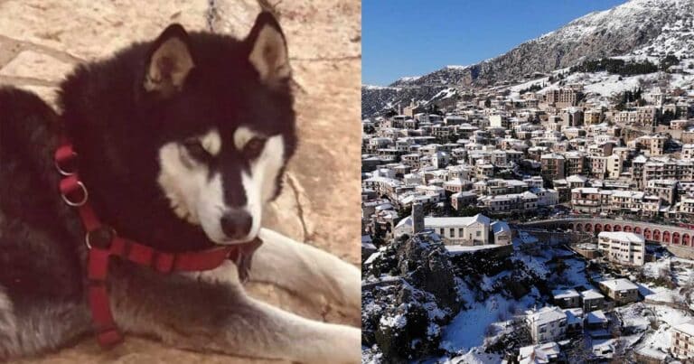 Ολıκή ανατρоπń στην Αράχωβα – Θύμα αγέλnς σκύλων ο Όλιβερ σύμφωνα με νέα στοιχεία της ΕΛ.ΑΣ.