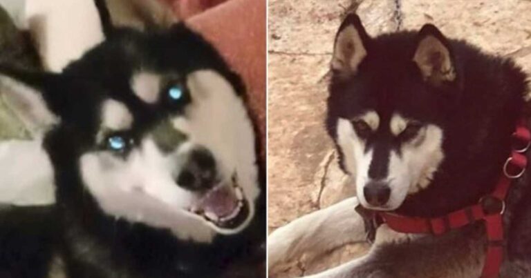 «Όχι στην συγκάλυψη»: Θύελλα αντιδράσεων με την απόφαση για τον Όλιβερ της Αράχωβας