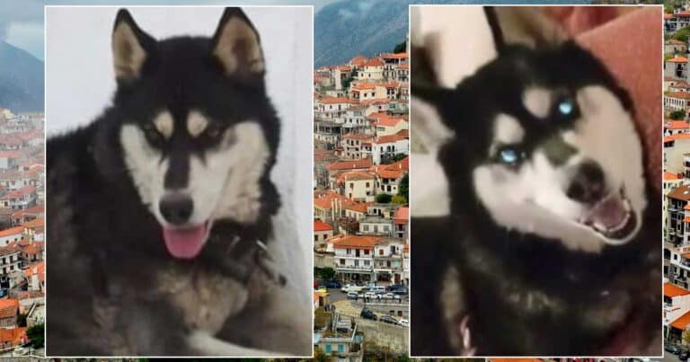 «Δεν φαίνεται να κινείται άνθρωπος γύρω του» – Νέα δεδομένα στην υπόθεση του Όλιβερ στην Αράχωβα