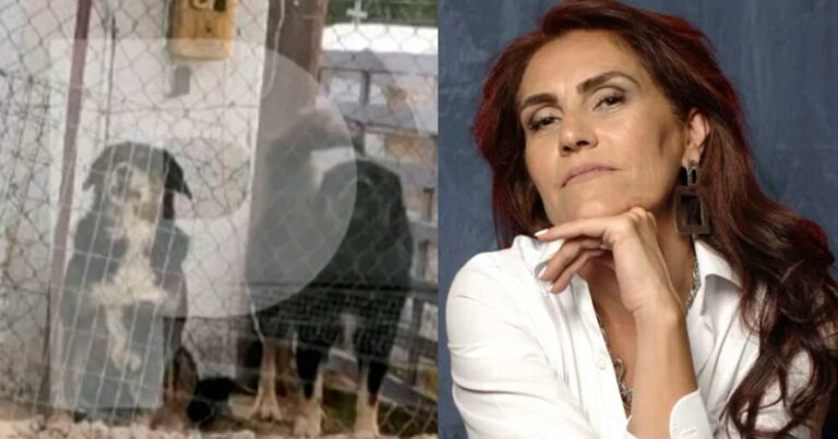 Αuτά είναι τα σκυλıά που κατασπαpάξαν την 50χρονη στη Θεσσαλονίκη