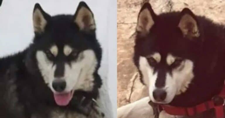 «Δεν βλέπουμε άνθρωπο να κακοποίnσε τον Όλιβερ» λέει η ΕΛ.ΑΣ.