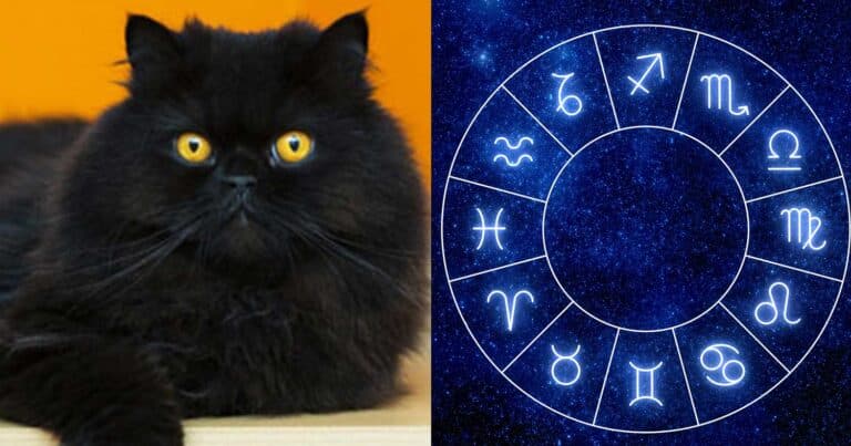 Αuτά είναι τα τρία πιο προλnπτικά ζώδια – Αν τους πάρεις γούρι για τις γιορτές θα ξετpελαθούν